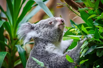 Foto op Canvas Koala Bear. A cute of koala © EwaStudio