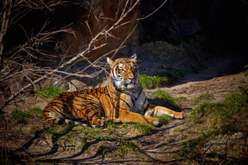 Fototapeta na wymiar Cute tiger. Tiger in beautiful evening sun