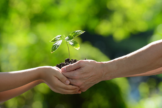 Two Hands Holding Together A Green Young Plant