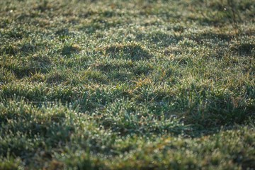 Morning wet grass in close up