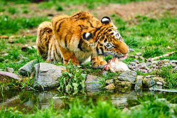 little tiger cub eats meat.  Tiger Eating