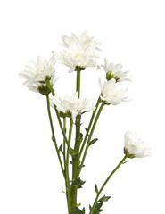 Naklejka na ściany i meble bouquet white chrysanthemums