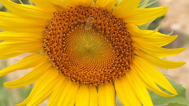 Close up of Bee on yellow blooming sunflower.