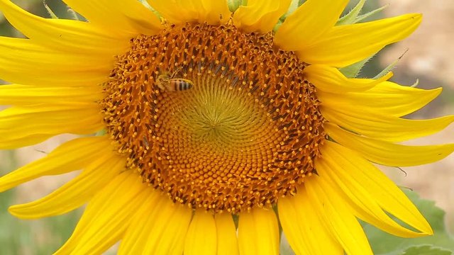 Close up of Bee on yellow blooming sunflower.
