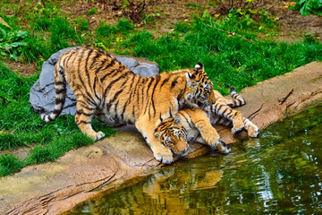 Fototapeta na wymiar Two young tigers. Tiger Cub