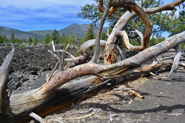 Twisted Tree at Sunset Crater Volcano National Monument Arizona