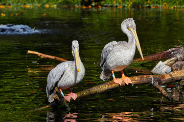 White Pelican , Pelecanus onocrotalus. Couple of White pelicans  on nest