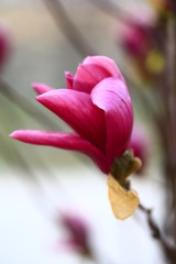 Fototapeta premium Magnolia flower