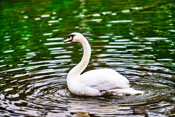 Naklejka premium White swan in the lake