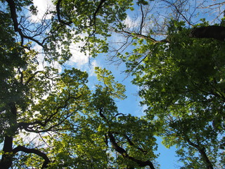 Low angle view trees and blue sky
