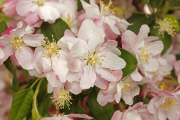 Chinese flowering crab-apple blooming