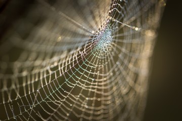 Spider web with dew droplets in big close up