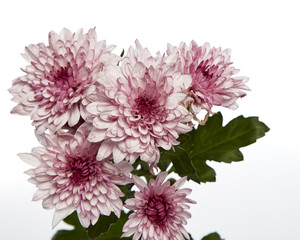 beautiful Pink chrysanthemum