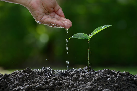Farmer's hand watering a young plant on nature background