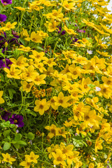 Obraz premium Hanging basket of yellow flowers