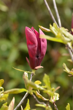 26 Best 紫木蓮の花 Images Stock Photos Vectors Adobe Stock