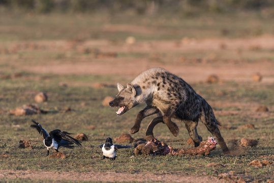 Spotted hyena chasing pied crows, Eastern Cape, South Africa