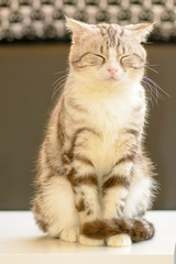 The cats are cute animals. It's tame.