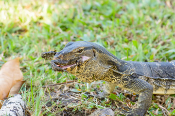 Varanus salvator eating frog in the park.