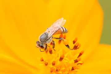 Bee eating pollen from flower on a nature background.