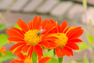 Bees eating pollen from mexican sunflower on a nature background.