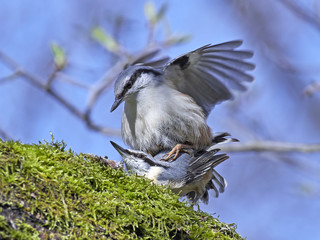 Eurasian nuthatch (Sitta europaea)