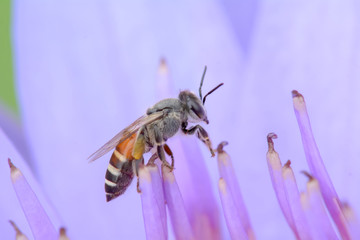 Bee eating pollen from lotus on a nature background.