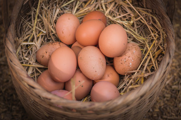fresh eggs into basket after a woman gathering from hen house in countryside morning