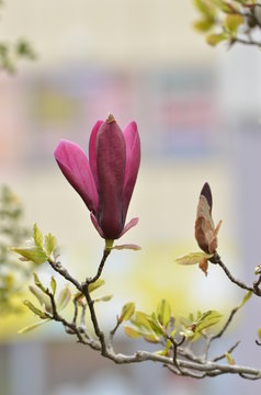 26 Best 紫木蓮の花 Images Stock Photos Vectors Adobe Stock