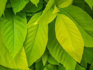 green leaf on the tree for background