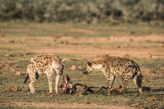 Spotted Hyena scavenging on a kudu carcass