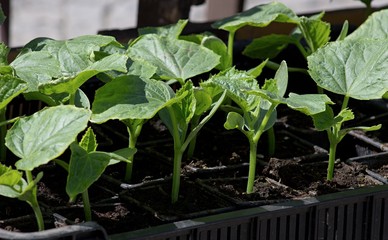 young cucumber plants