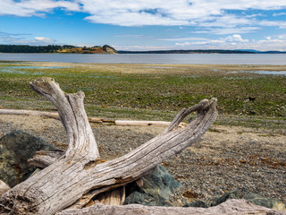 Fototapeta na wymiar Driftwood on the rocky ocean beach. Island View beach, Vancouver Island, BC