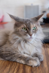 Maine coon cat sitting on wood floor