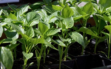 young peppers plants