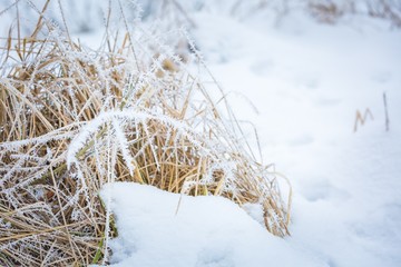 Winter abstract macro of rime on plants