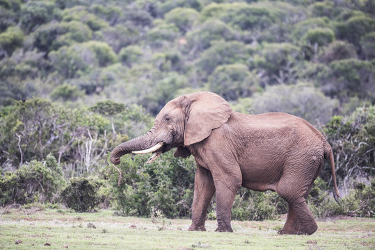 African Elephant Bull shaking head