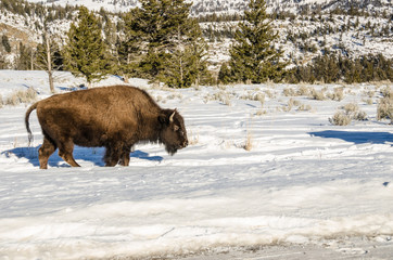 American Bison (Bison bison) Plodding Through the Snow