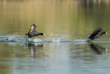 Canards et foulques - Les Marches - Savoie.