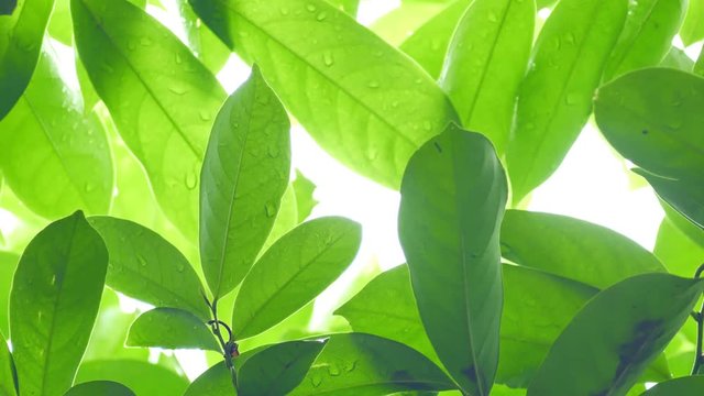 Petal of Climbing Ylang-Ylang, Manorangini, Hara-champa, Kantali champa on wooden background