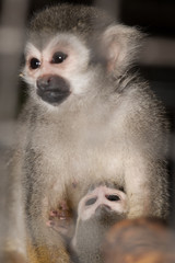 Amazing family of squirrel monkeys with a baby breastfeeding on it's mom's belly.