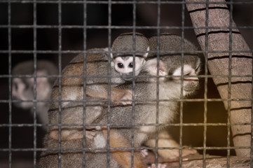 Amazing family of squirrel monkeys with a baby on it's mom's back.