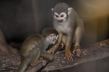Amazing family of squirrel monkeys with a baby on tree with it's mom's.