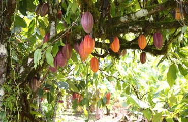 Cacao in Trinidad & Tobago ／カカオ in トリニダード＆トバゴ - obrazy, fototapety, plakaty