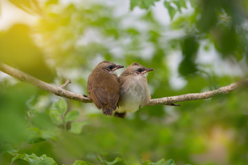 Hi brother,I’ll always with you.Juvenile birds ,Yellow-vented bulbul ( Pycnonotus goiavier )
perching side by side in heart shaped waiting for parent feeding.
