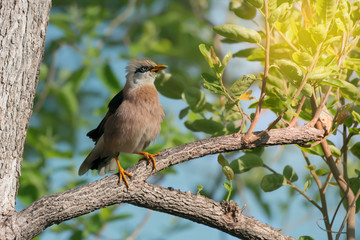 What a beautiful bird.Vinous brested starling ( Acridotheres burmannicus ).