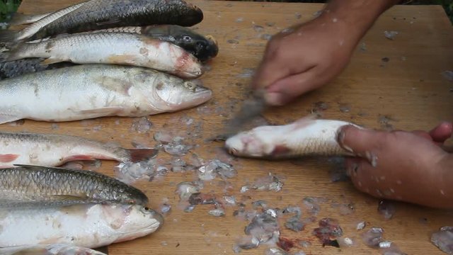 Cleaning fish in unsanitary conditions. Flies and wasps sit on the fish