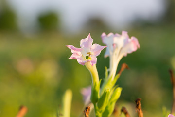 Chocolate chip cookie on white background