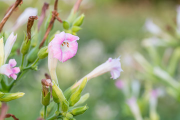 Chocolate chip cookie on white background