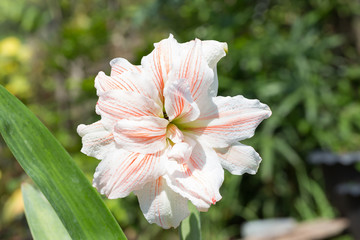 Magnificent double flower with white petals with red stripes or blooming hippeastrum Nymph  in spring